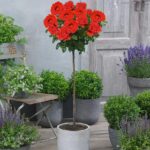 Trandafir tip pomișor Roșu Aprins la ghiveci este o varietate minunată și versatilă care îmbină frumusețea, ușurința în îngrijire și aroma plăcută. 🌹