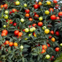Solanum pe lângă fructele sale decorative, are frunzișul verde întunecat,lucios și o creștere compactă.Poate atinge până la aproximativ 1-1,5 metri. 🛒