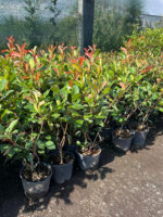 Photinia Red Robin la ghiveci - imagine 2