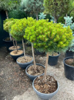 Pinus Marie Bregeon la ghiveci - imagine 2