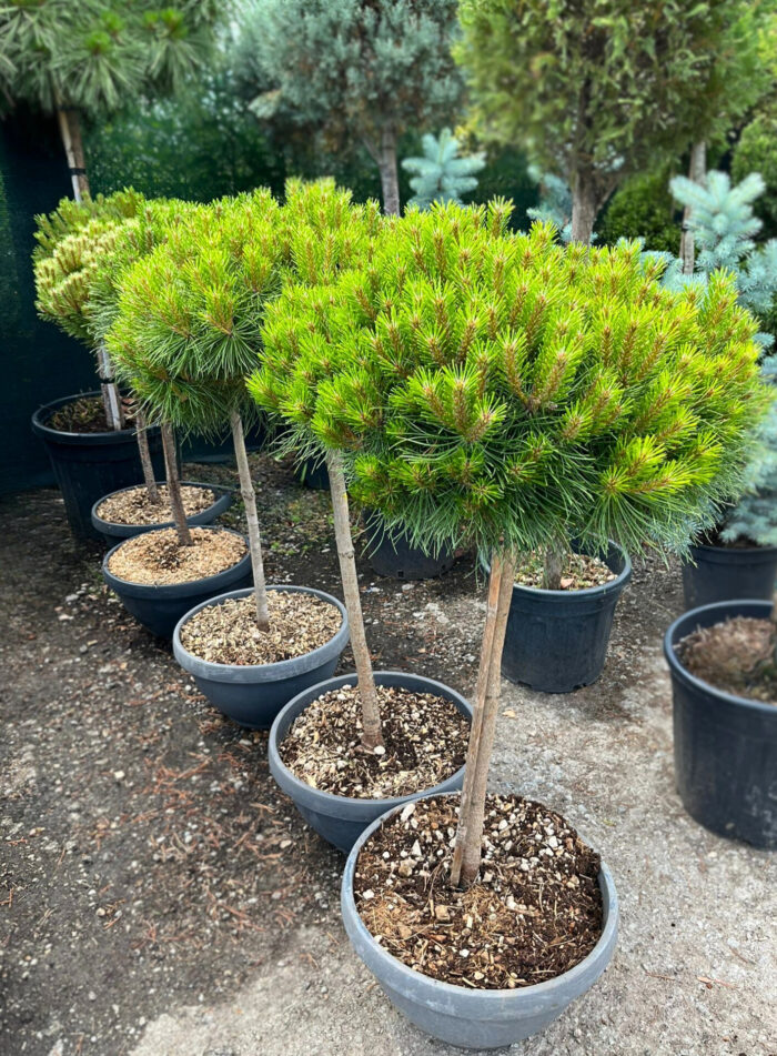 Pinus Marie Bregeon la ghiveci - imagine 2