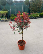 Photinia Red Robin pe picior la ghiveci - imagine 2
