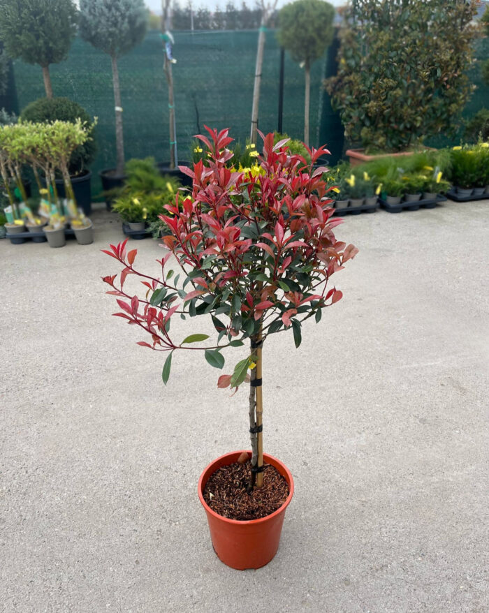 Photinia Red Robin pe picior la ghiveci - imagine 2