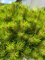 Pinus Marie Bregeon la ghiveci - imagine 3