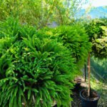 Cryptomeria pe picior la ghiveci