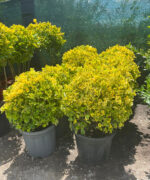 Euonymus Aurea Glob la ghiveci - imagine 3