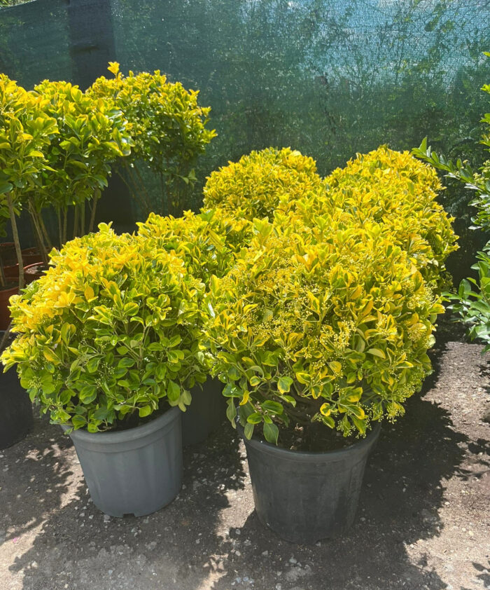 Euonymus Aurea Glob la ghiveci - imagine 3