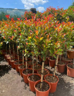 Photinia Red Robin copăcel la ghiveci - imagine 3