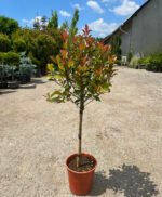 Photinia Red Robin copăcel la ghiveci - imagine 2