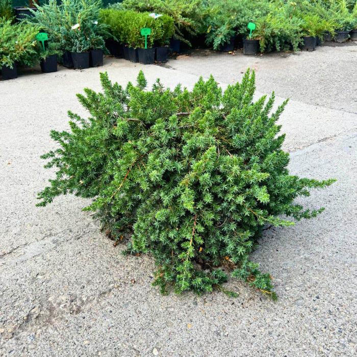 Transformă grădina ta într-un colț de rai cu ajutorul Juniperus Conferta Blue Pacific. Creează un peisaj impresionant cu această varietate albastră. 🌿🛒