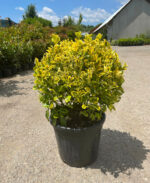Euonymus Aurea Glob la ghiveci - imagine 2