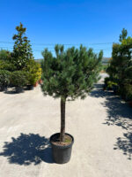 Pinus Watereri la ghiveci - imagine 2