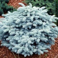 Picea Glauca Globoasa la ghiveci