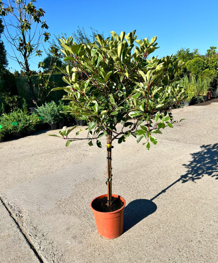 Photinia Red Robin tip copac