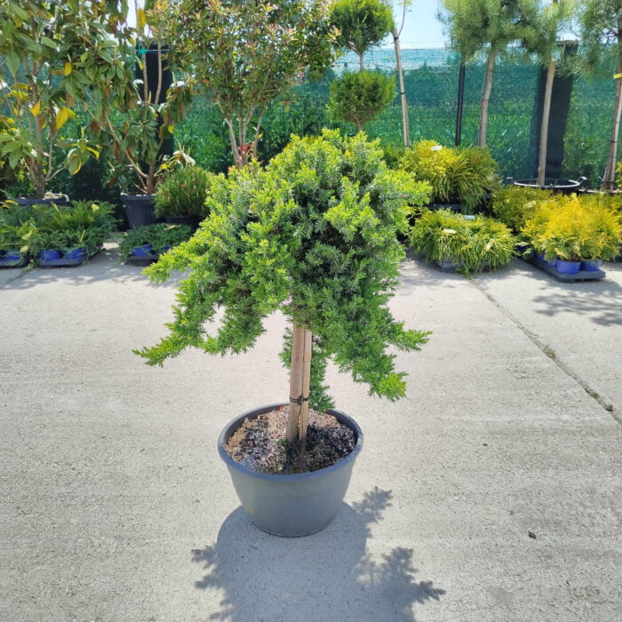 Descoperă Juniperus curgător preferă solurile bine drenate și expunerea la soare plin sau parțial. Este o plantă rezistentă la secetă.Comandă acum! 🌿🛒