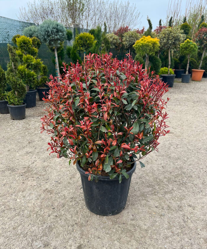 Photinia Fraserii Glob la ghiveci - imagine 1