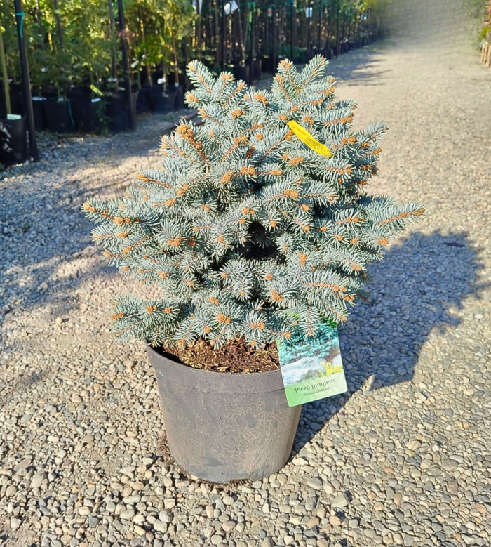 Picea Glauca Globoasa la ghiveci - imagine 2