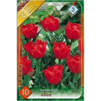 Lalele/Tulipa Abba (10 buc)