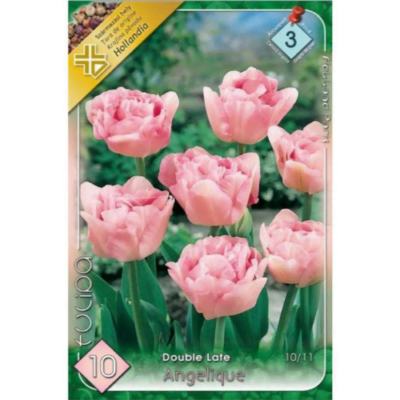 Lalele/Tulipa Angelique (10 buc)