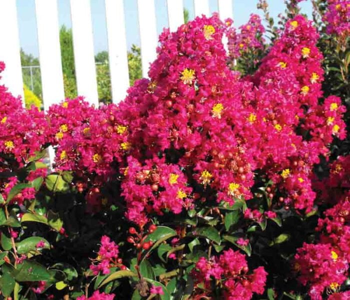 Lagerstroemia indica Berry Dazzle (Liliac Indian) - imagine 2