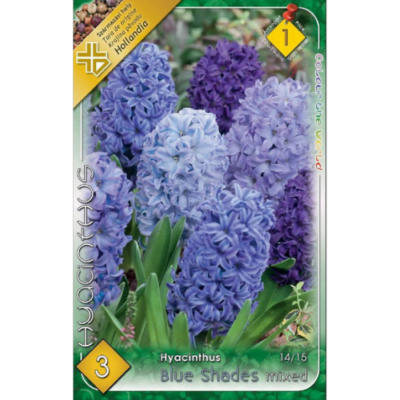 Zambile / Hyacinthus Blue Shades Mix (3buc)