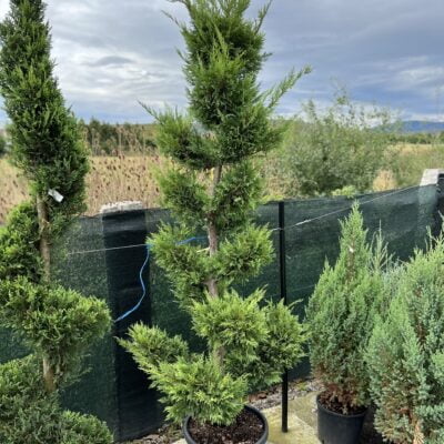 Transforma gradina ta intr-o oaza de verdeata cu Bonsai Leylandii Gold Rider. Plantare usoara si garantata. Comanda acum! 🌿🛒