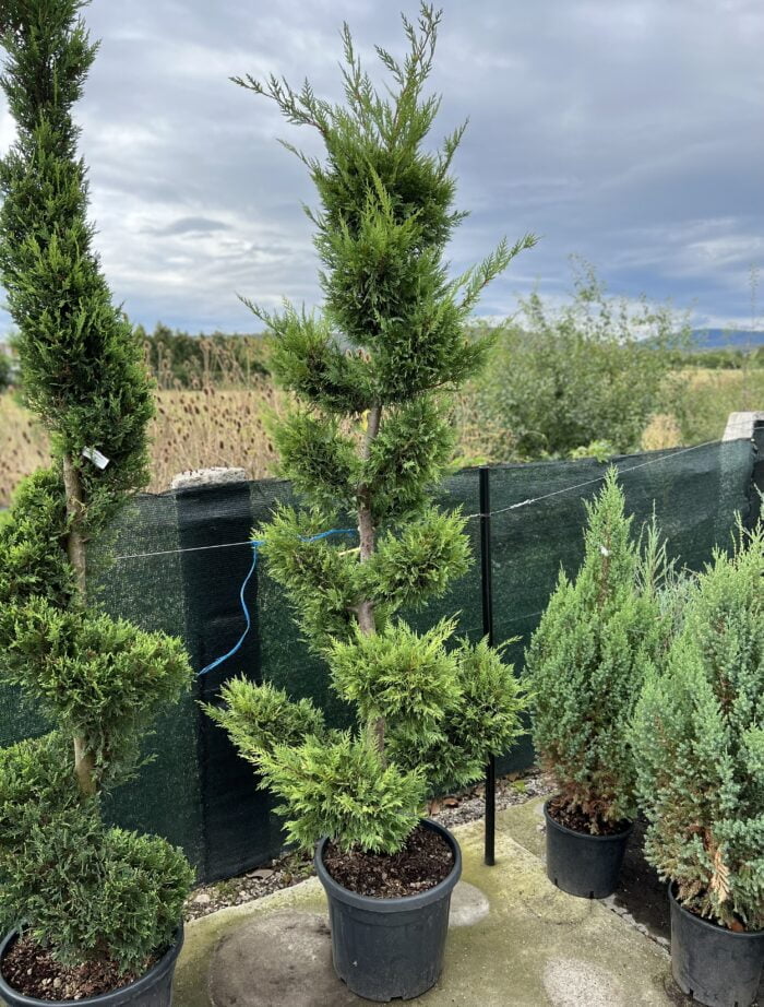 Transforma gradina ta intr-o oaza de verdeata cu Bonsai Leylandii Gold Rider. Plantare usoara si garantata. Comanda acum! 🌿🛒