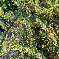 Cotoneaster dammeri aduce culoare și frumusețe în grădina dvs. Cu frunziș persistent și flori abundente, acest arbust este o alegere excelentă! 🛒