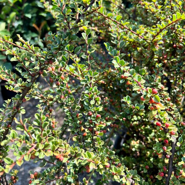 Cotoneaster dammeri aduce culoare și frumusețe în grădina dvs. Cu frunziș persistent și flori abundente, acest arbust este o alegere excelentă! 🛒