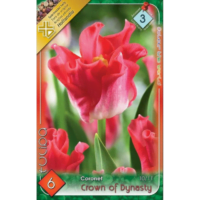 Lalele/Tulipa Crown of Dynasty (6 buc)
