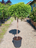 Cryptomeria pe picior - Pepiniera Sosa