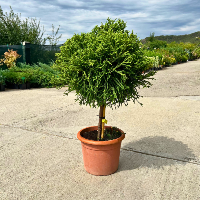 Cryptomeria pe picior - Pepiniera Sosa