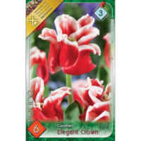 Lalele/Tulipa Elegant Crown (6 buc)