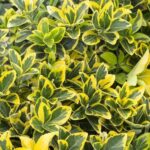 Euonymus Aurea pe picior la ghiveci