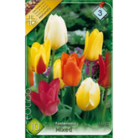 Lalele/Tulipa Fosteriana Mix (10 buc)