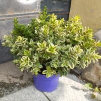 Adaugă o pată de culoare terasei tale cu Hebe! Perioada de înflorire îndelungată îți va aduce bucurie până la primele înghețuri. Cumpără acum! 🌺