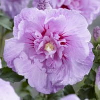 Hibiscus syriacus Lavender Chiffon este un arbust decorativ cu frunze verzi, lucioase și flori mari,care atrag atenția prin nuanțele lor delicate. 🛒
