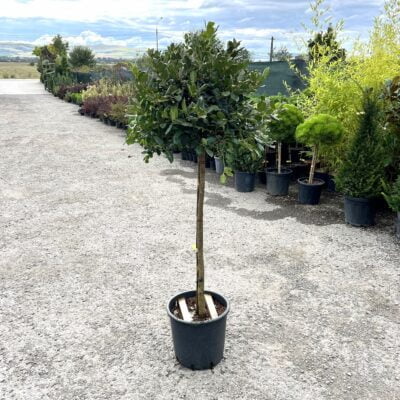 Ilex Nellie Stevens - arbustul ideal pentru grădinile tale, cu frunze lucioase și toleranță la temperaturi scăzute. Alege calitatea și frumusețea! 🛒