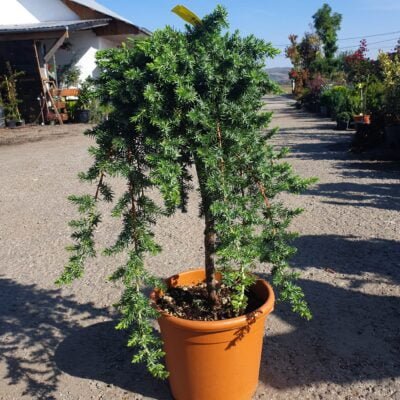 Descoperă Frunzele Juniperus Blue Pacific care sunt de obicei de un verde-argintiu strălucitor, cu nuanțe de albastru și gri.Comandă acum! 🌿🛒
