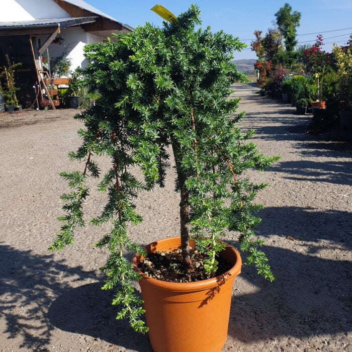 Juniperus Blue Pacific este un arbust pitic cu un covor răspândit 🌿 Descoperă Frunzele Juniperus Blue Pacific care sunt de obicei de un verde-argintiu strălucitor, cu nuanțe de albastru și gri.Comandă acum! 🌿🛒