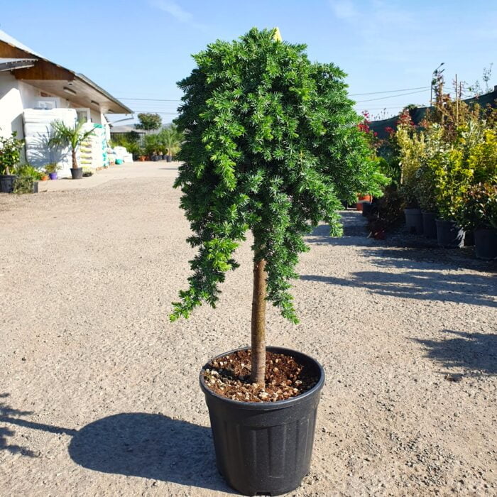 Descoperă Frunzele Juniperus Blue Pacific care sunt de obicei de un verde-argintiu strălucitor, cu nuanțe de albastru și gri.Comandă acum! 🌿🛒