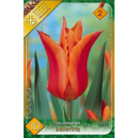 Lalele/Tulipa Ballerina (8 buc)