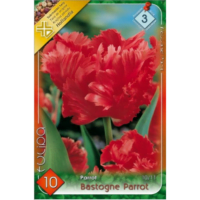 Cele mai frumoase flori de Tulipa Bastogne Parrot, disponibile pentru a fi plantate în perioada august-octombrie și martie-aprilie. Cumpără-le acum! 🌸