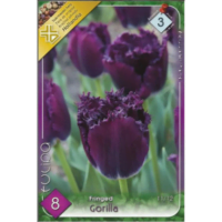 Lalele/Tulipa Gorilla (8 buc)
