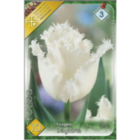 Lalele/Tulipa Honeymoon/Daytona (10buc)