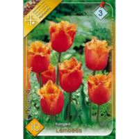Lalele/Tulipa Lambada (10buc)