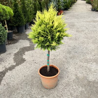 Iubește soarele și tolerează umbra parțială! Alege conifera decorativă Leylandii Gold Rider pentru o grădină mereu verde. Cumpără acum! 🌿🛒