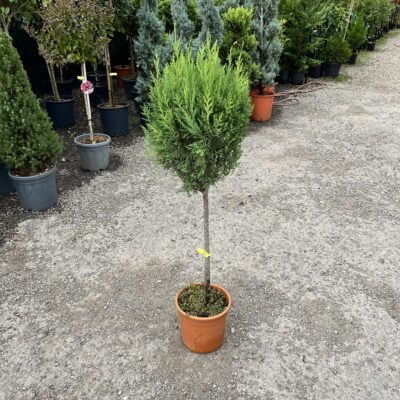 Leylandii Copăcel preferă soluri bine drenate și expunerea la soare plin sau parțial. Este o specie rezistentă la secetă.Comandă acum! 🌿🛒
