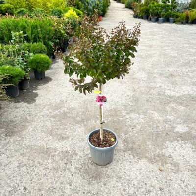 Înfrumusețează-ți grădina cu Lagerstroemia indica Berry Dazzle! Flori abundente și lungă perioadă de înflorire. Cumpără acum! 🌸🛒