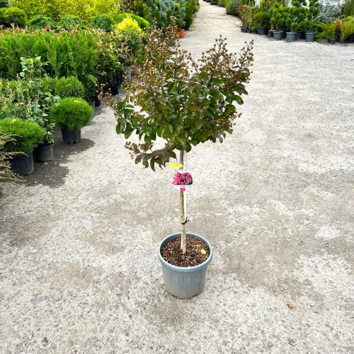 Înfrumusețează-ți grădina cu Lagerstroemia indica Berry Dazzle! Flori abundente și lungă perioadă de înflorire. Cumpără acum! 🌸🛒